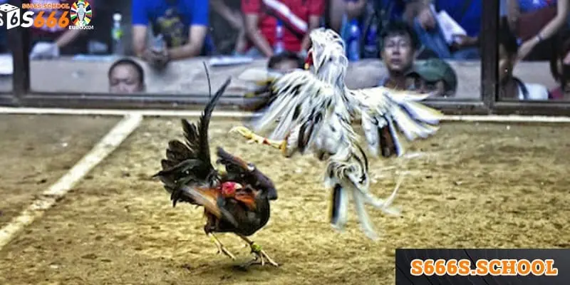 Trò cá cược này có nhiều ưu điểm, hơn hẳn những cổng game khác Trò cá cược này có nhiều ưu điểm, hơn hẳn những cổng game khác