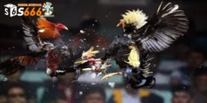 Đá Gà Trực Tuyến - Những Trải Nghiệm Không Nên Bỏ Lỡ
