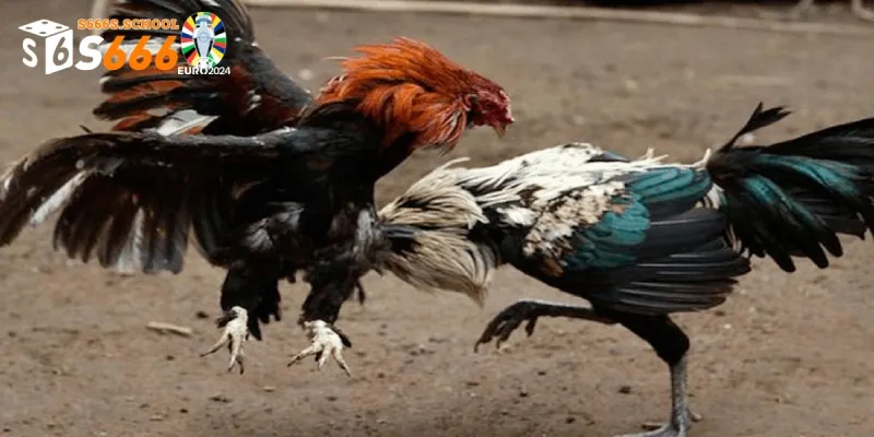 Kỹ năng đã xạ luôn trở thành tiêu điểm trong các giải đấu Kỹ năng đã xạ luôn trở thành tiêu điểm trong các giải đấu