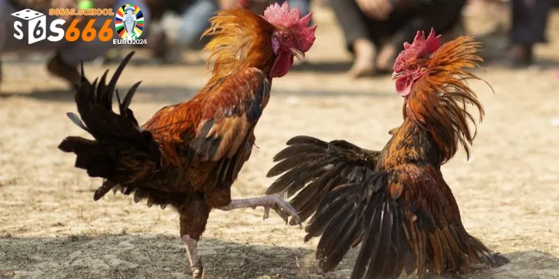 Hiểu rõ về luật chơi chọi gà Hiểu rõ về luật chơi chọi gà