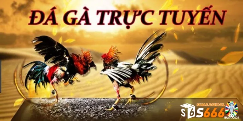 Giới thiệu hình thức đá gà trực tuyến hấp dẫn Giới thiệu hình thức đá gà trực tuyến hấp dẫn