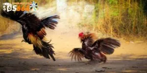 Trực Tiếp Đá Gà Đòn - Giây Phút Giải Trí Đỉnh Cao