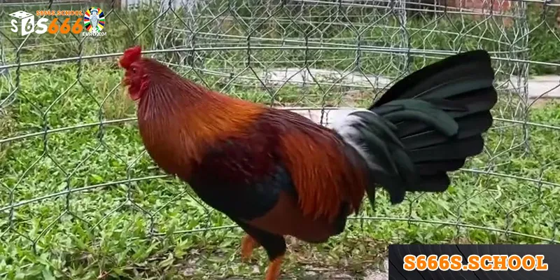 nhung ly do giup ga asil luon nhan duoc su yeu thich cua gioi choi ga Những lý do giúp gà asil luôn nhận được sự yêu thích của giới chơi gà