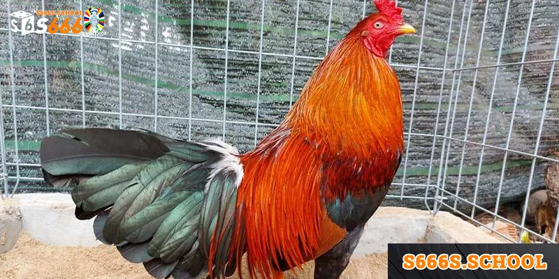 tong quan ve giong ga asil Tổng quan về giống gà asil