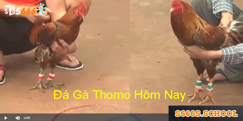 tong quan ve truc tiep truong ga thomo Tổng quan về trực tiếp trường gà Thomo