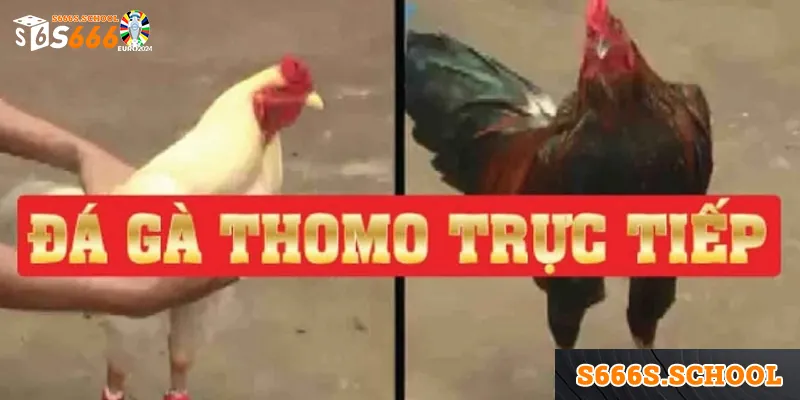 Trực Tiếp Trường Gà Thomo – Cập Nhật Mới Nhất Tại S666